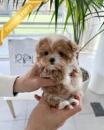 CHLOE - FEMALE (PURCHASED by CHAZ) - Image 2