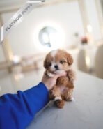 HAZEL - FEMALE (PURCHASED by LEE) - Image 3