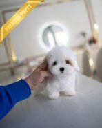 MARSHMALLOW - MALE (PURCHASED by JANELLY)