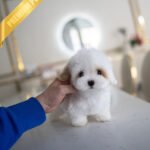 MARSHMALLOW - MALE (PURCHASED by JANELLY)