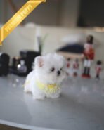 DUSTIN - MALE (PURCHASED by JAMES) - Image 4