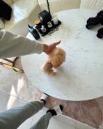 SELENA - FEMALE (PURCHASED by NIPAPAN) - Image 4