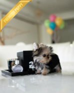 GRACE - FEMALE (PURCHASED by VALENTINA) - Image 2