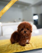 TEDDY - MALE (PURCHASED by LAUREN) - Image 2