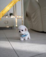 TOBY - MALE (PURCHASED by MARIAN) - Image 4