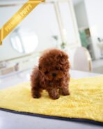 ROSIE - FEMALE (PURCHASED by KATE) - Image 4