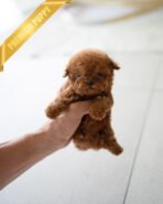 ZIGGY - MALE (PURCHASED by JUSTINA) - Image 2