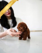 MITCH - MALE (PURCHASED by NOA) - Image 3