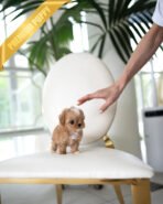 CAMILLE - FEMALE (PURCHASED by BONNIE) - Image 2