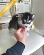 ROXY - FEMALE (PURCHASED by SUSANA) - Image 2