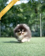 ONYX - MALE (PURCHASED by MARTYNA) - Image 3