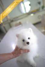 MARSHY - MALE (PURCHASED by TANYA) - Image 3