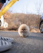 FERGUS - MALE (PURCHASED by CHARLES) - Image 4