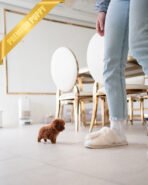 SIMON - MALE (PURCHASED by LOUIE) - Image 5