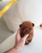 AGATHA - FEMALE (PURCHASED by DILL) - Image 4