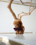 SIMON - MALE (PURCHASED by DEIDRA) - Image 2