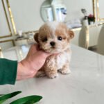 MYLES - MALE (PURCHASED by MADISON)