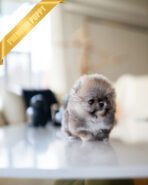 CREAMY - FEMALE (PURCHASED by RITA) - Image 3