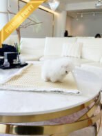 SOM - MALE (PURCHASED by STEPHEN) - Image 3