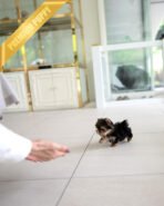 TOTO - MALE (PURCHASED by MONIKA) - Image 5