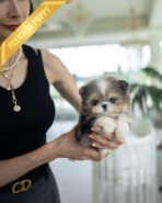 BENTLEY - MALE (PURCHASED by HEATHER)