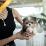 BENTLEY - MALE (PURCHASED by HEATHER)