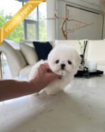 DUSTIN - MALE (PURCHASED by ROBERTO) - Image 4