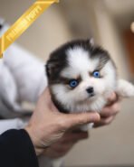 AUTUMN - FEMALE (PURCHASED by ITALIA) - Image 6