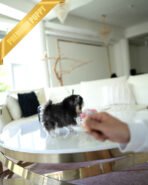 ROXY - FEMALE (PURCHASED by ANOOSHA) - Image 5