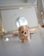 MACARON - MALE (PURCHASED by AHMED)