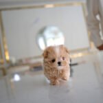 MACARON - MALE (PURCHASED by AHMED)