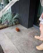 SIENNA - FEMALE (PURCHASED by EMILY) - Image 5