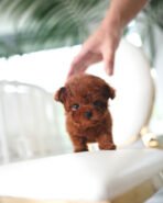 SIMON - MALE (PURCHASED by ELISA) - Image 2