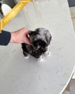 MELINA - FEMALE (PURCHASED by SHELBY) - Image 5