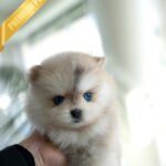 KNOX - MALE (PURCHASED by SZU)