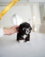 COCO - FEMALE(PURCHASED by LISA) - Image 3