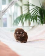 PIXIE - FEMALE (PURCHASED by JAYLAH) - Image 2