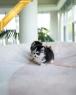 JACKSON - MALE (PURCHASED by ZHEN) - Image 4