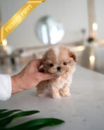 MYLES - MALE (PURCHASED by Lourdes)