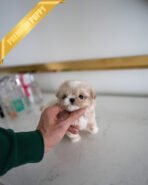 ANGUS - MALE (PURCHASED by JACQUELINE) - Image 3