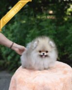 SANDY - MALE (PURCHASED by JOSELYN)