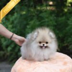 SANDY - MALE (PURCHASED by JOSELYN)