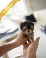 MAGGIE - FEMALE (PURCHASED by JUSTINE) - Image 3