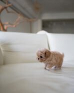 CAMILLE - FEMALE (PURCHASED by KAREN) - Image 3