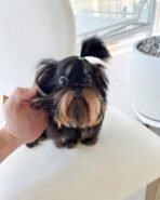 PIPER - MALE (PURCHASED by LINDSEY) - Image 3