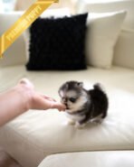 COCO - FEMALE (PURCHASED by EMMA) - Image 5