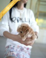 EWAN - MALE (PURCHASED by JEET) - Image 4