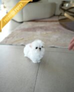 TOBY - MALE (PURCHASED by SIRIRAT)) - Image 4