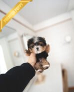 PIXIE - MALE (PURCHASED by TRENTON)