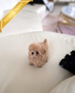 SAMMY - MALE (PURCHASED by NIMESH) - Image 2